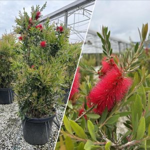 Tyčinkovec kopijovitolistý (Callistemon citrinus) ´LAEVIS´ - výška 150-175 cm, C55L, červený